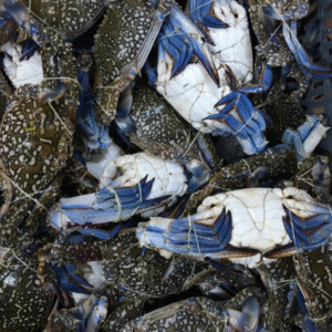 Frozen Blue Swimming Crab