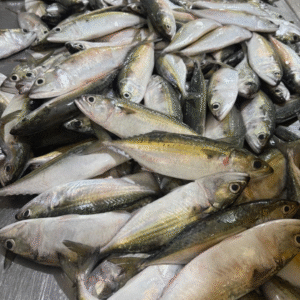 Indian mackerel