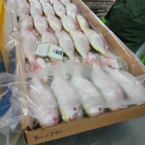 JTB (Japanese threadfin bream)
