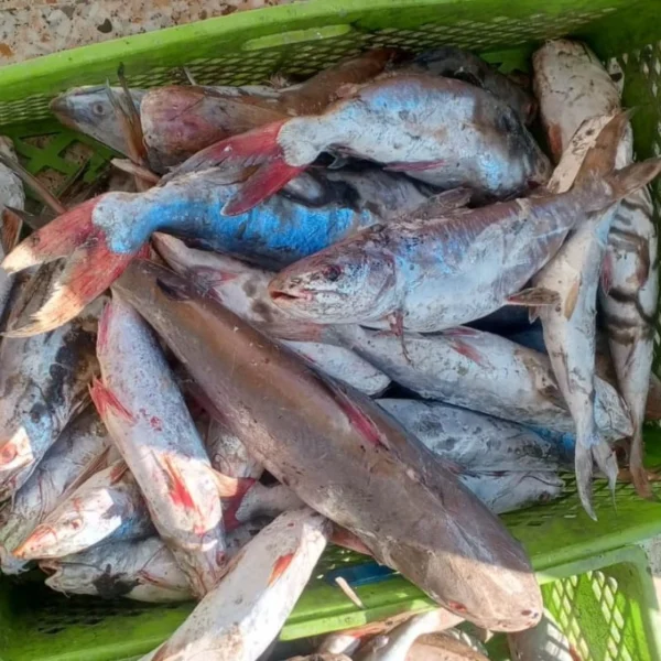 ALT Text (115 characters): Freshly caught catfish with silver and blue scales piled inside a green plastic transport crate at a fish market.