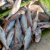 A green crate filled with fresh catfish featuring silver scales and red-tipped fins, perfect for frozen seafood processing.