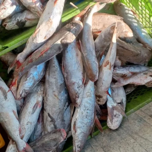 A green crate filled with fresh catfish featuring silver scales and red-tipped fins, perfect for frozen seafood processing.