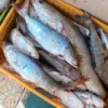 Several large catfish showing iridescent scales stored in a orange crate, ideal for premium frozen seafood.