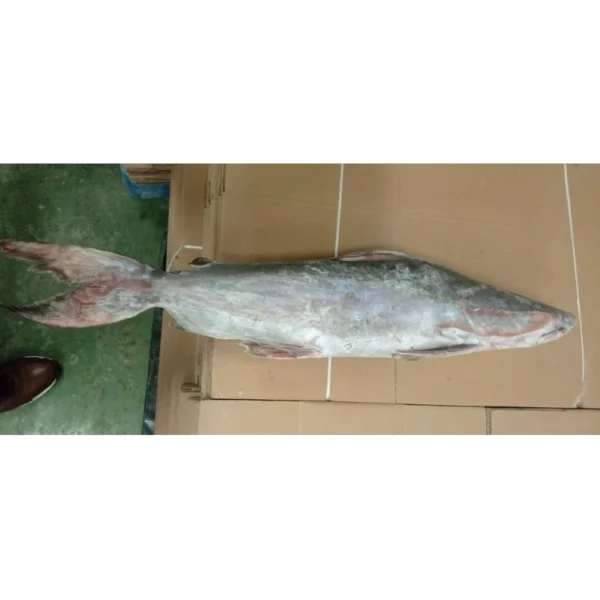 A single large catfish laid flat on cardboard, prepared for frozen seafood packaging and distribution.