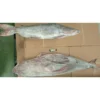 A whole frozen catfish with silver skin and red-tinted fins lying on brown cardboard, ready for frozen seafood distribution.
