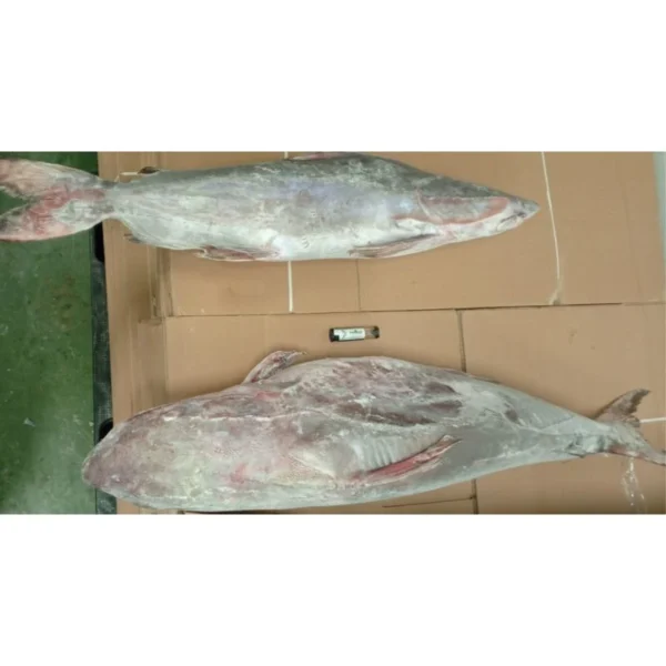 A whole frozen catfish with silver skin and red-tinted fins lying on brown cardboard, ready for frozen seafood distribution.