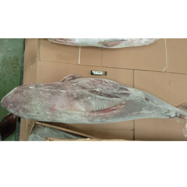 Detailed view of a thick-bodied frozen catfish with visible ice crystals, prepared for frozen seafood wholesale.
