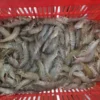 High-quality dried anchovies with a clean silver sheen, professionally preserved for premium frozen seafood and pantry supply.