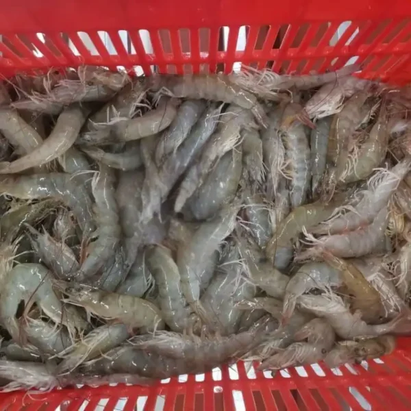 High-quality dried anchovies with a clean silver sheen, professionally preserved for premium frozen seafood and pantry supply.