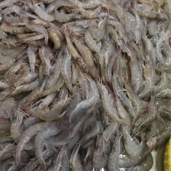 High-quality dried anchovies with a clean silver sheen, professionally preserved for premium frozen seafood and pantry supply.