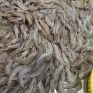 High-quality dried anchovies with a clean silver sheen, professionally preserved for premium frozen seafood and pantry supply.
