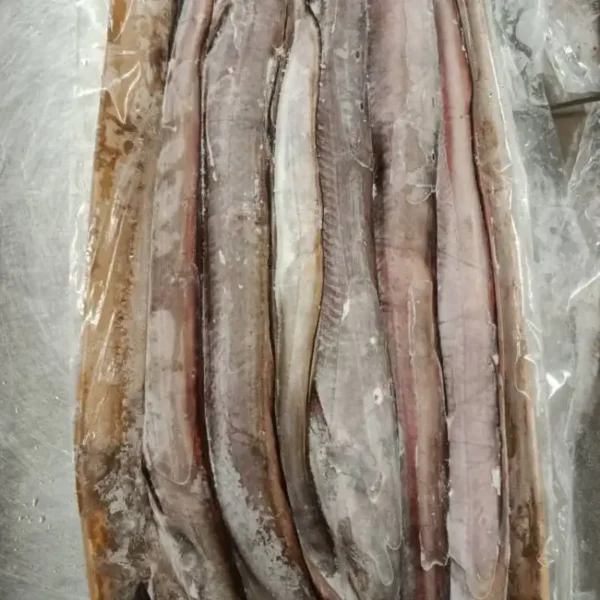 Close-up of whole frozen eels wrapped in protective plastic, maintaining freshness for wholesale frozen seafood supply.