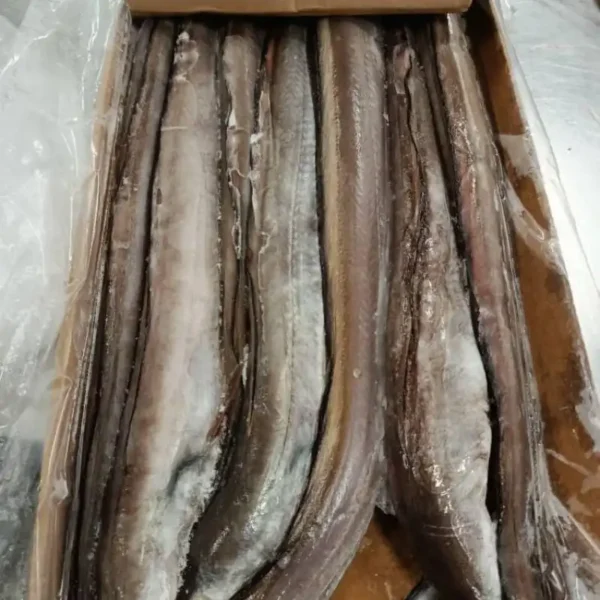 A bulk pack of frozen whole eels in a transport container, showcasing consistent sizing for frozen seafood wholesale.