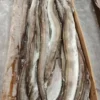 Detailed view of frosty, high-grade whole eels prepared and frozen for premium frozen seafood export.