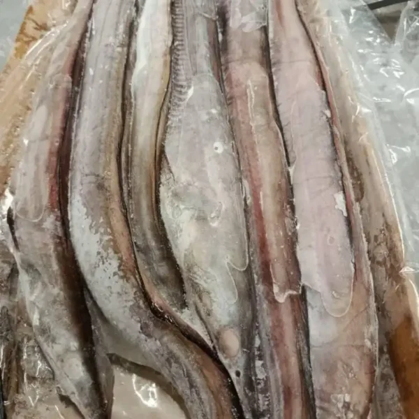 Detailed view of high-grade frozen eels prepared for culinary use, representing top-tier frozen seafood standards.