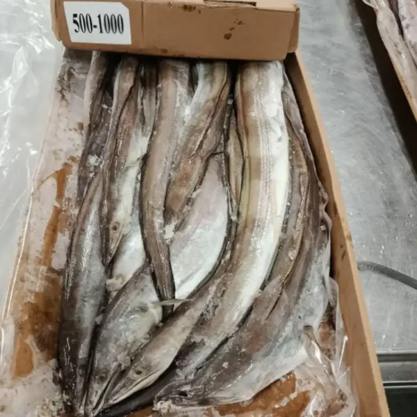 Bulk box of frozen whole eels with size marking "500-1000," prepared for wholesale frozen seafood shipping.