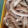 Large quantity of whole eels curled inside a yellow crate, showcasing freshness for frozen seafood processing.