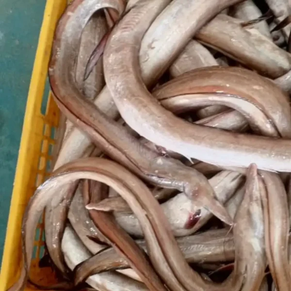 Large quantity of whole eels curled inside a yellow crate, showcasing freshness for frozen seafood processing.