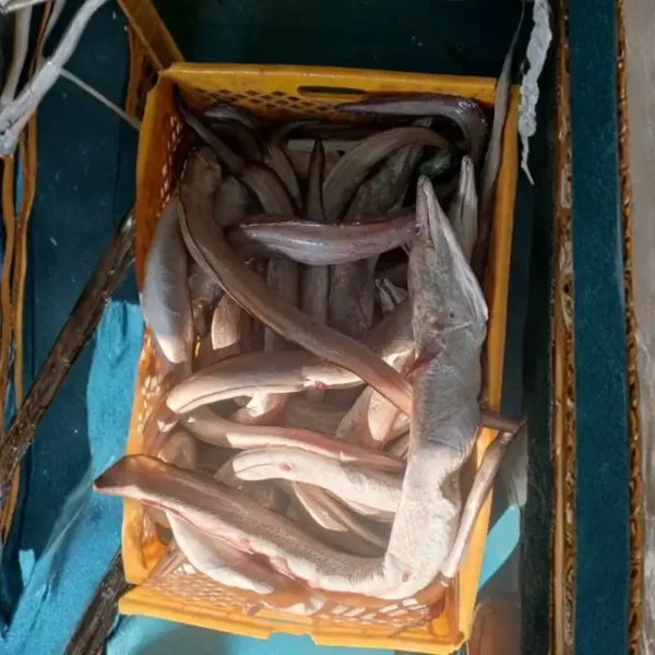 A yellow crate filled with high-grade frozen whole eels, ready for bulk processing and frozen seafood distribution.