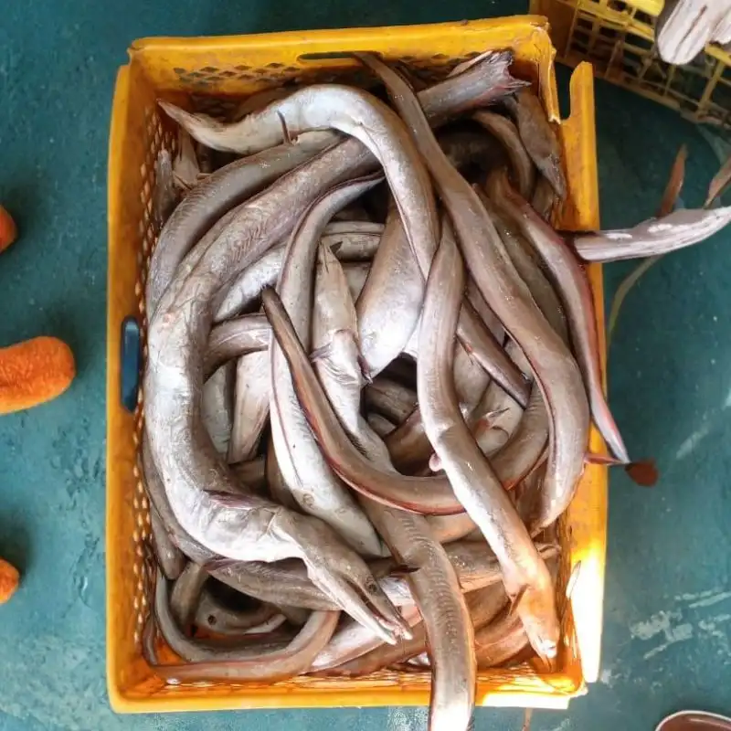 A yellow crate filled with high-grade, slender whole eels showing fresh quality for bulk frozen seafood processing.