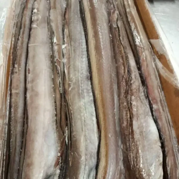 Detailed view of vacuum-packed frozen eels, showcasing firm texture and fresh appearance for high-end frozen seafood markets.