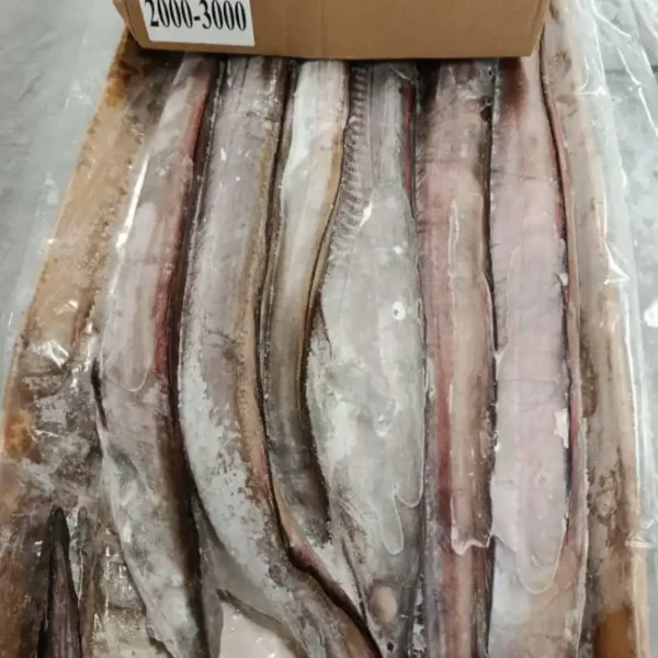 Frozen whole eels with silver-brown skin neatly packed in wholesale trays, labeled for premium frozen seafood distribution.