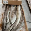 Frozen seafood supplier: premium quality whole frozen eel fish, bulk product for wholesale export.