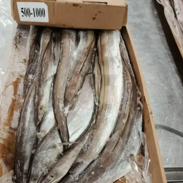 Frozen seafood supplier: premium quality whole frozen eel fish, bulk product for wholesale export.