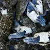 Frozen seafood supplier: premium quality whole frozen Blue Swimming Crab on ice for export.