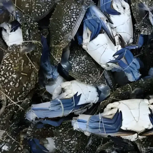 Frozen seafood supplier: premium quality whole frozen Blue Swimming Crab on ice for export.