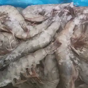 Frozen seafood supplier: high-quality individual frozen Vannamei Shrimps on ice for wholesale export.