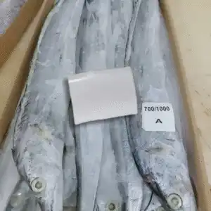 Frozen seafood supplier: premium quality whole frozen ribbon fish, bulk packaged for wholesale export.
