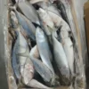 frozen Indian Mackerel with shiny silver skin and distinct green-blue stripes, packed for premium frozen seafood distribution.