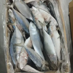 frozen Indian Mackerel with shiny silver skin and distinct green-blue stripes, packed for premium frozen seafood distribution.