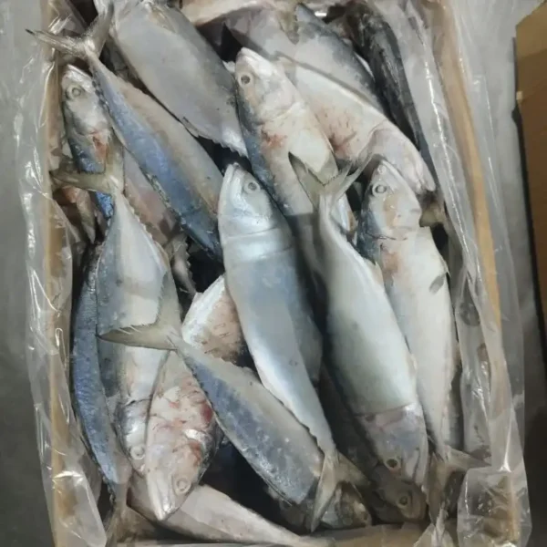 frozen Indian Mackerel with shiny silver skin and distinct green-blue stripes, packed for premium frozen seafood distribution.