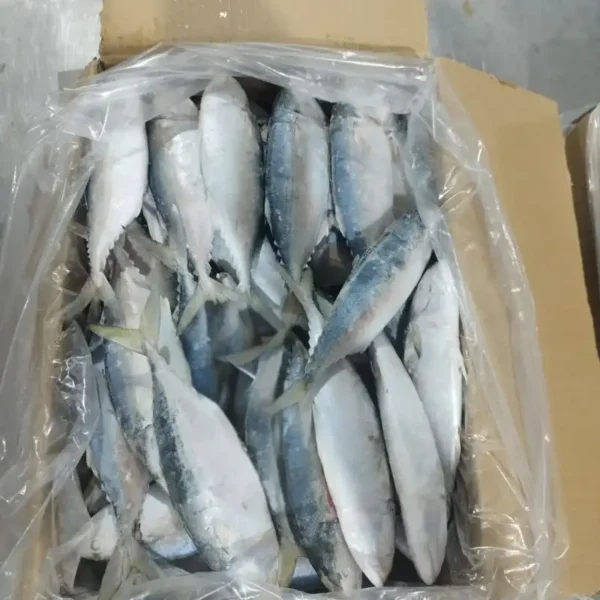 frozen Indian Mackerel with shiny silver skin and distinct green-blue stripes, packed for premium frozen seafood distribution.