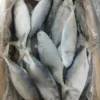 frozen Indian Mackerel with shiny silver skin and distinct green-blue stripes, packed for premium frozen seafood distribution.