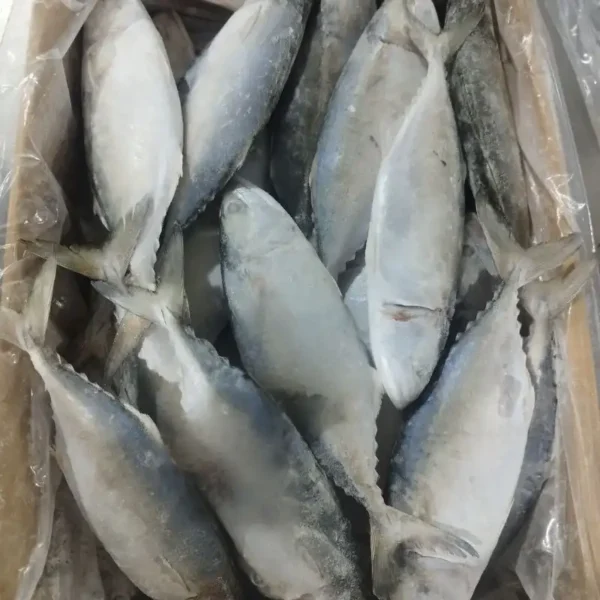 frozen Indian Mackerel with shiny silver skin and distinct green-blue stripes, packed for premium frozen seafood distribution.