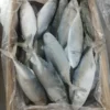 frozen Indian Mackerel with shiny silver skin and distinct green-blue stripes, packed for premium frozen seafood distribution.