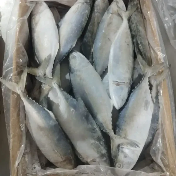frozen Indian Mackerel with shiny silver skin and distinct green-blue stripes, packed for premium frozen seafood distribution.