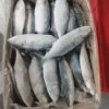 frozen Indian Mackerel with shiny silver skin and distinct green-blue stripes, packed for premium frozen seafood distribution.