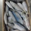 frozen Indian Mackerel with shiny silver skin and distinct green-blue stripes, packed for premium frozen seafood distribution.