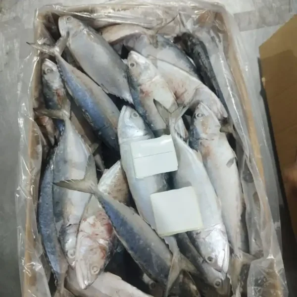 frozen Indian Mackerel with shiny silver skin and distinct green-blue stripes, packed for premium frozen seafood distribution.