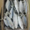 frozen Indian Mackerel with shiny silver skin and distinct green-blue stripes, packed for premium frozen seafood distribution.