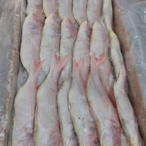 Premium frozen JTB fish with characteristic pink-silver scales and yellow stripes, flash-frozen for high-quality frozen seafood retail.