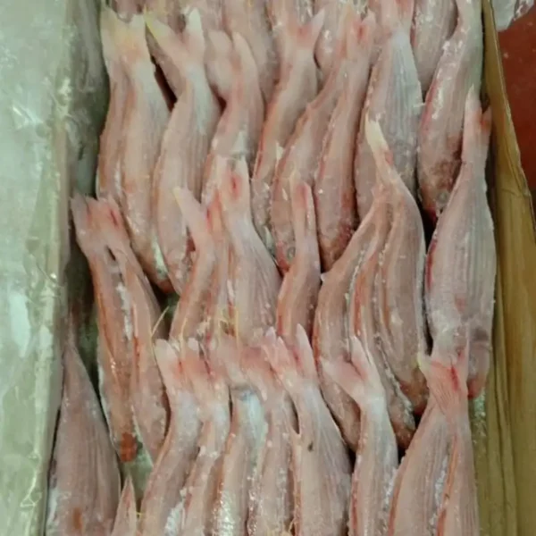 Premium frozen JTB fish with characteristic pink-silver scales and yellow stripes, flash-frozen for high-quality frozen seafood retail.