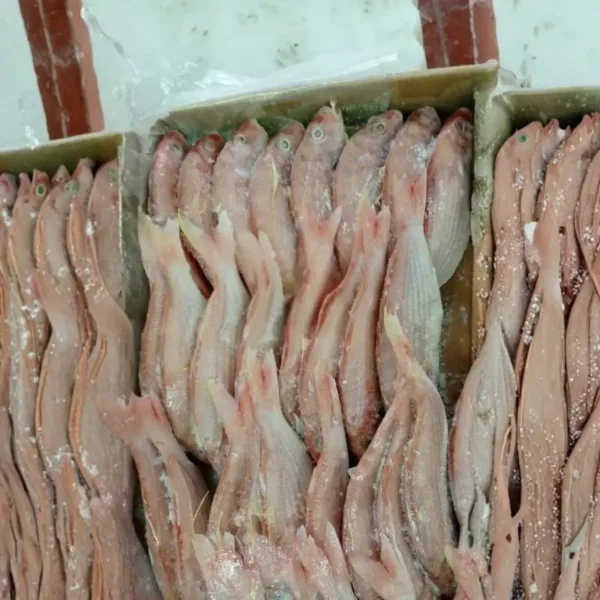 Premium frozen JTB fish with characteristic pink-silver scales and yellow stripes, flash-frozen for high-quality frozen seafood retail.