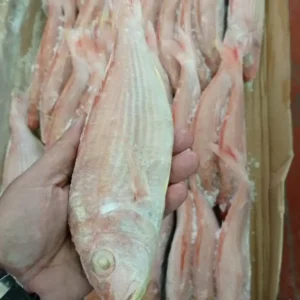 Premium frozen JTB fish with characteristic pink-silver scales and yellow stripes, flash-frozen for high-quality frozen seafood retail.