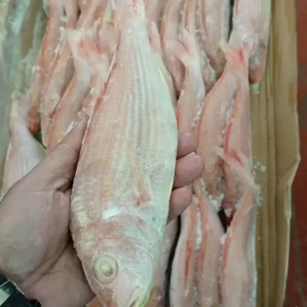 Premium frozen JTB fish with characteristic pink-silver scales and yellow stripes, flash-frozen for high-quality frozen seafood retail.