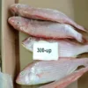 Premium frozen JTB fish with characteristic pink-silver scales and yellow stripes, flash-frozen for high-quality frozen seafood retail.